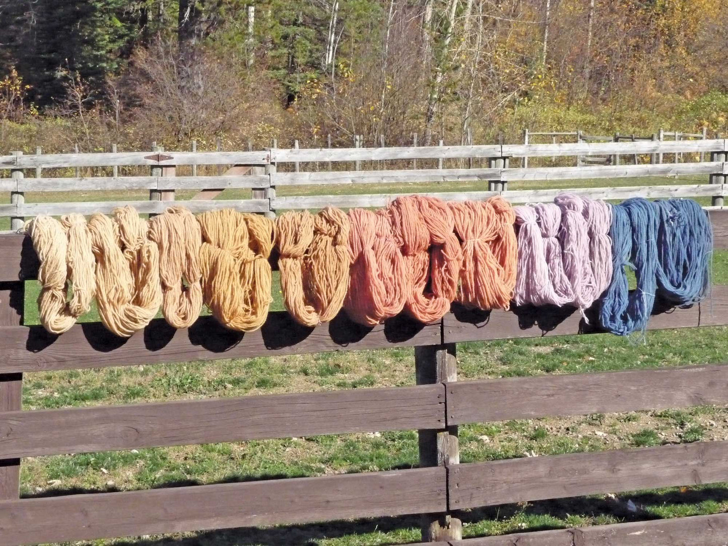 Natural Dye Series: Exploring Palettes from Fresh-Leaf Indigo, Madder & Woad eBook