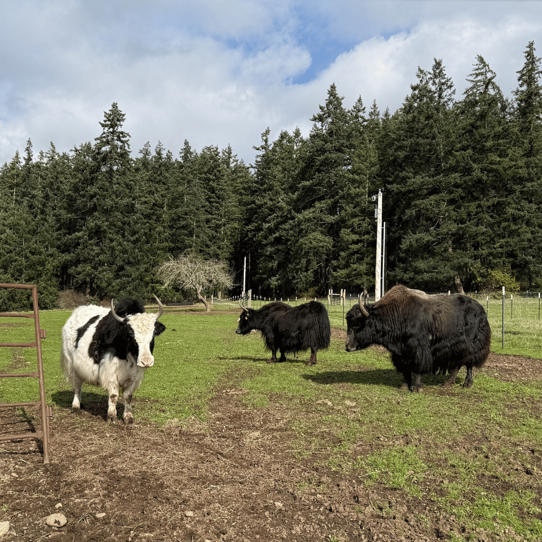 Farm & Fiber Knits Fall Retreat (September 28–October 2, 2026 | La Conner, Washington)